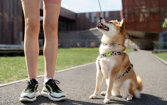 How to Choose the Perfect Leash for Your Dog: A Comprehensive Guide